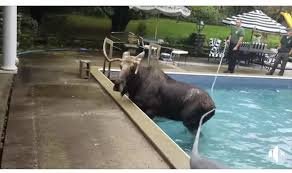 Rescue of a stray moose from a swimming pool