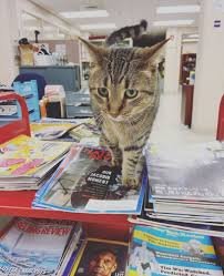 How a Costumed Cat is Raising Awareness of a Local Library